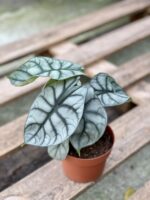 Zdjęcie rośliny Alocasia Silver Dragon, ujęcie 2
