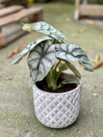 Zdjęcie rośliny Alocasia Silver Dragon, ujęcie 3