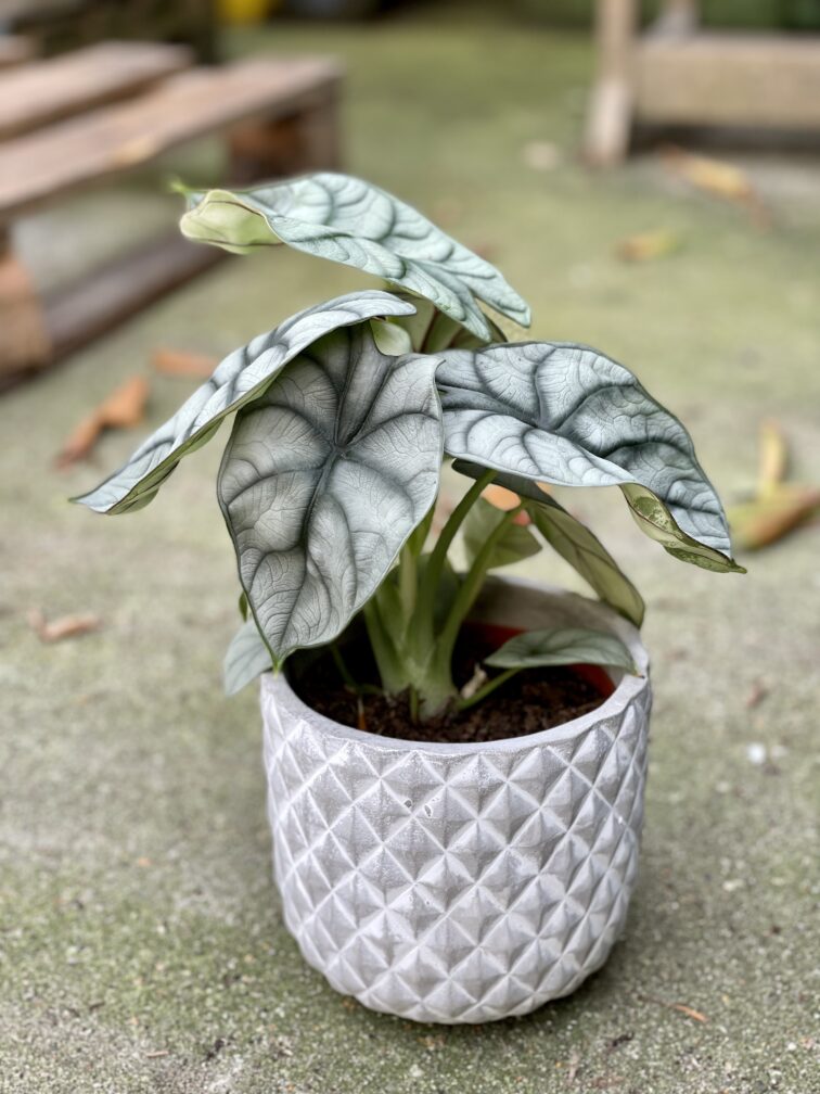 Zdjęcie rośliny Alocasia Silver Dragon, ujęcie 3