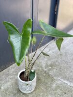 Zdjęcie rośliny Alocasia Zebrina, ujęcie 1