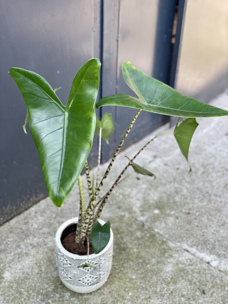 alocasia-zebrina_13x65-1_1630741392.jpg Zdjęcie rośliny Alocasia Zebrina, ujęcie 1