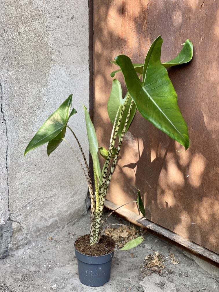 Zdjęcie rośliny Alocasia Zebrina, ujęcie 2