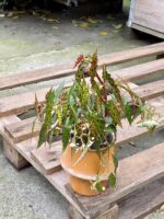 Zdjęcie rośliny Begonia Amphioxus, ujęcie 1