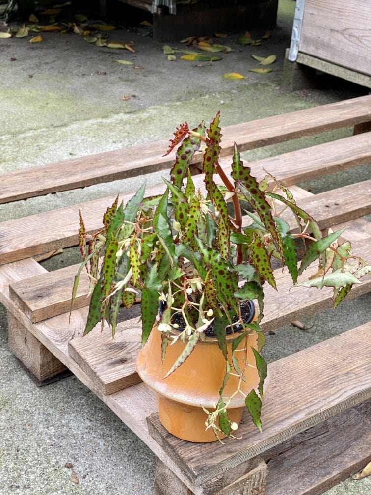 Zdjęcie rośliny Begonia Amphioxus, ujęcie 1