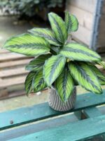 Zdjęcie rośliny Calathea Beauty Star, ujęcie 1