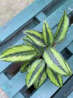 Zdjęcie rośliny Calathea Beauty Star, ujęcie 2