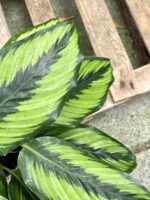 Zdjęcie rośliny Calathea Beauty Star, ujęcie 3