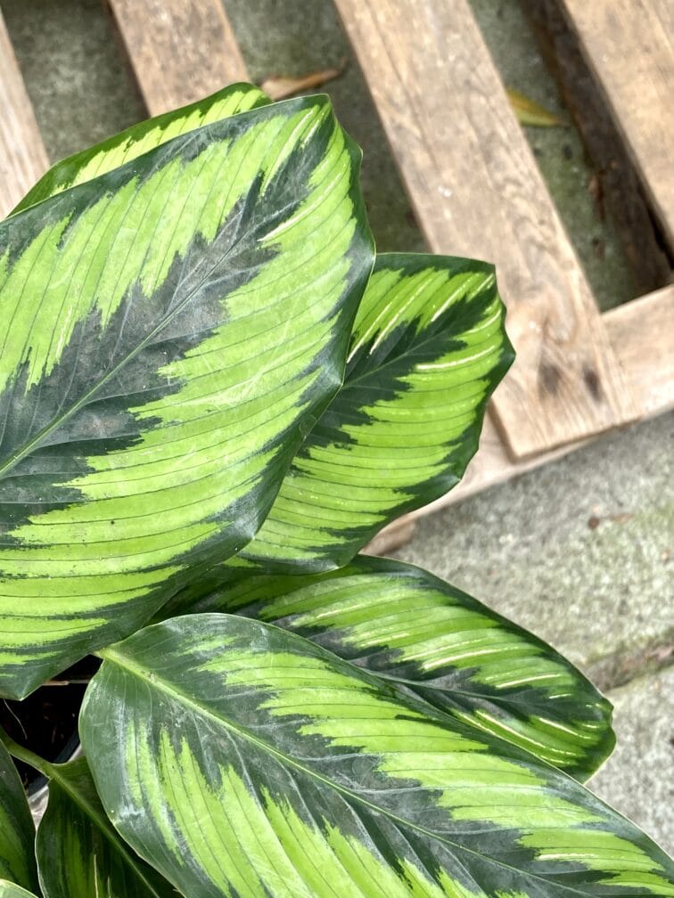 Zdjęcie rośliny Calathea Beauty Star, ujęcie 3
