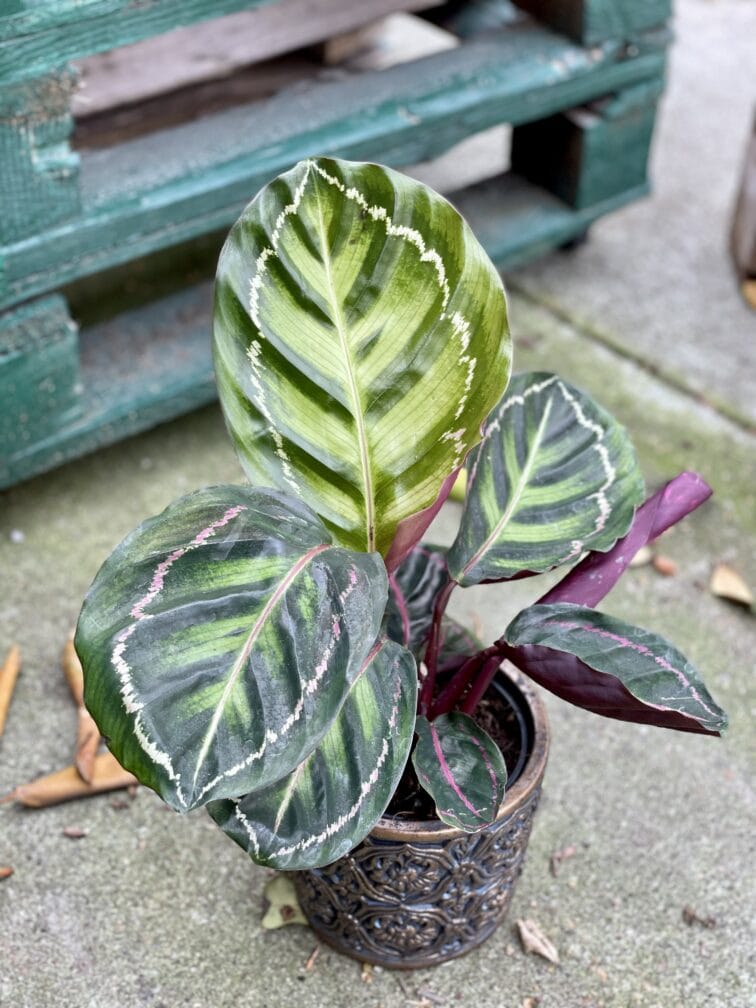 calathea-roseopicta-illustris_12x35-1_1632560105.jpg Zdjęcie rośliny Calathea roseopicta illustris, ujęcie 1