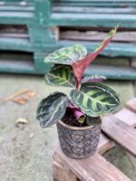 Zdjęcie rośliny Calathea roseopicta illustris, ujęcie 2