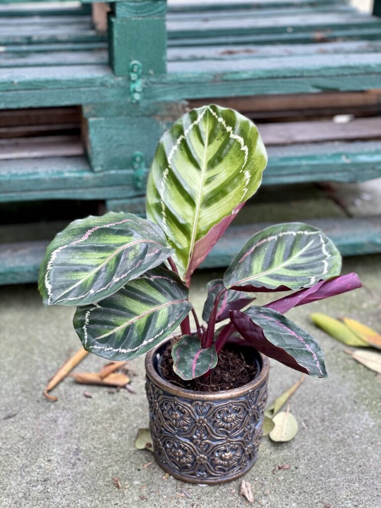 Zdjęcie rośliny Calathea roseopicta illustris, ujęcie 3