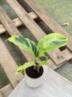 Zdjęcie rośliny Calathea Yellow Fusion, ujęcie 1