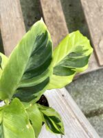 Zdjęcie rośliny Calathea Yellow Fusion, ujęcie 2