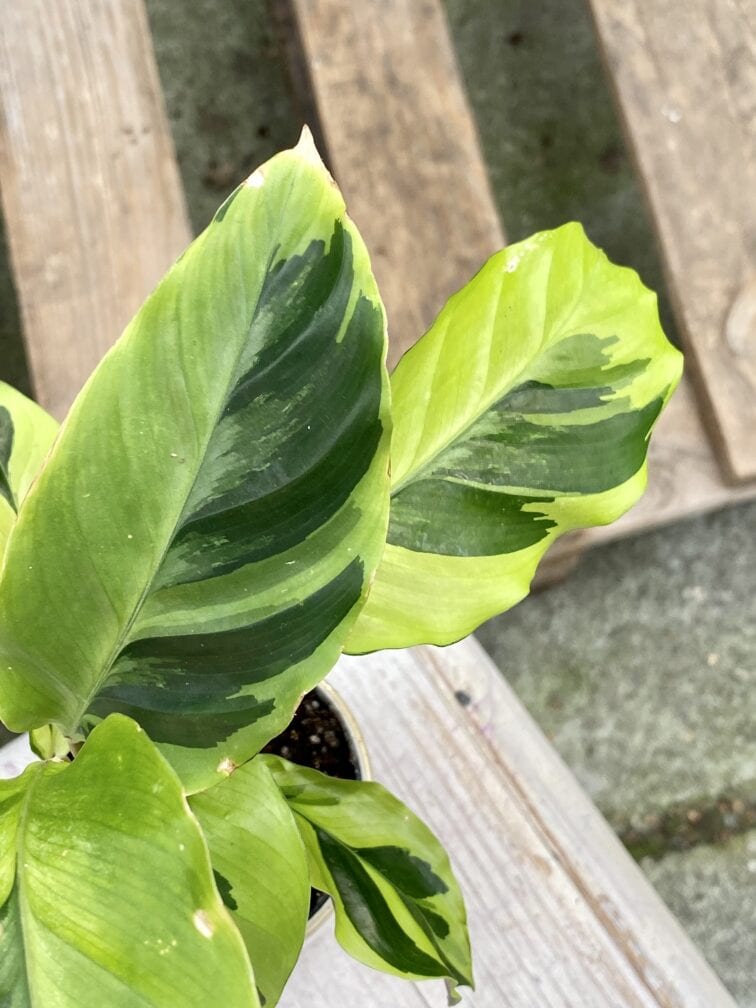 Zdjęcie rośliny Calathea Yellow Fusion, ujęcie 2