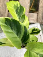 Zdjęcie rośliny Calathea Yellow Fusion, ujęcie 3