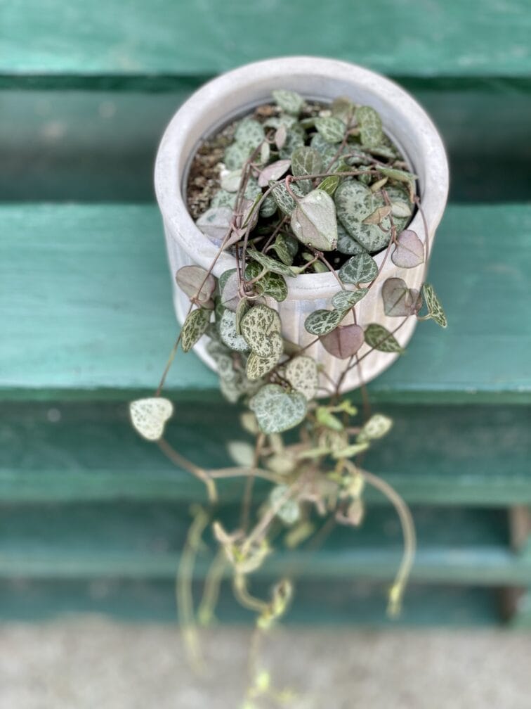 Zdjęcie rośliny Ceropegia woodii, ujęcie 1