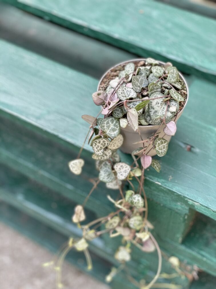 Zdjęcie rośliny Ceropegia woodii, ujęcie 2