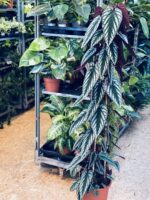 Zdjęcie rośliny Cissus discolor, ujęcie 1