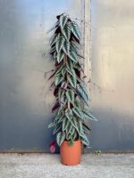 Zdjęcie rośliny Cissus discolor, ujęcie 2