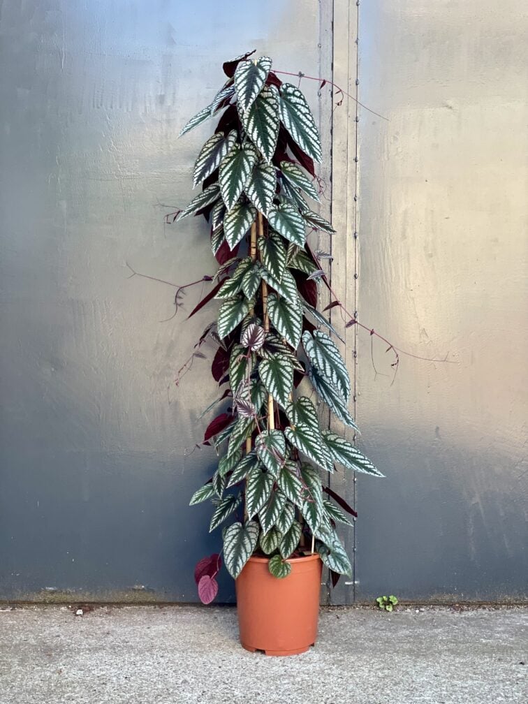 Zdjęcie rośliny Cissus discolor, ujęcie 2