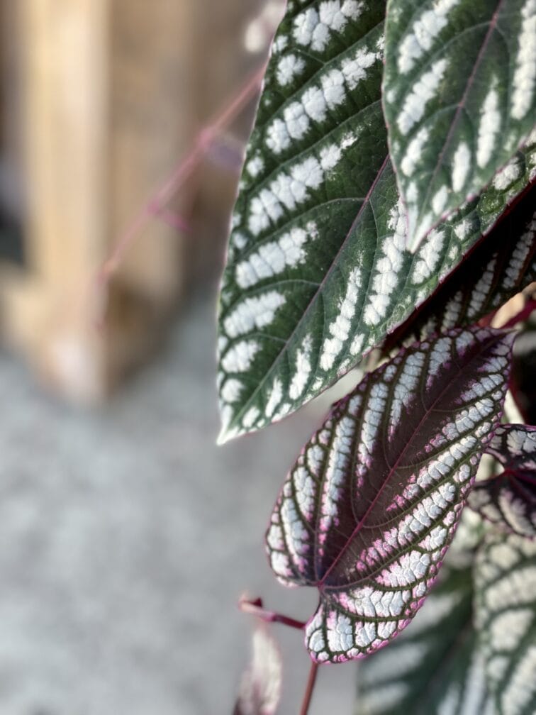 Zdjęcie rośliny Cissus discolor, ujęcie 3