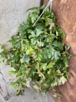 Zdjęcie rośliny Cissus rhombifolia Ellen Danica, ujęcie 2