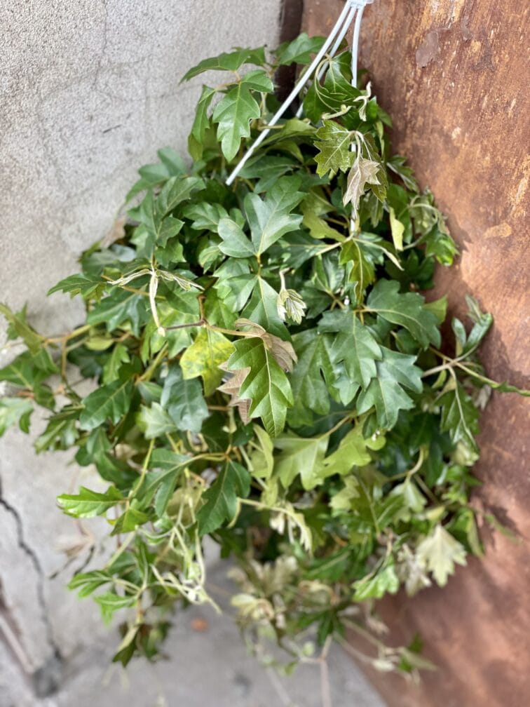 Zdjęcie rośliny Cissus rhombifolia Ellen Danica, ujęcie 2