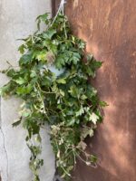 Zdjęcie rośliny Cissus rhombifolia Ellen Danica, ujęcie 3