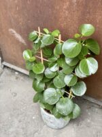Zdjęcie rośliny Cissus Rotundifolia, ujęcie 1