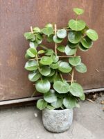 Zdjęcie rośliny Cissus Rotundifolia, ujęcie 2