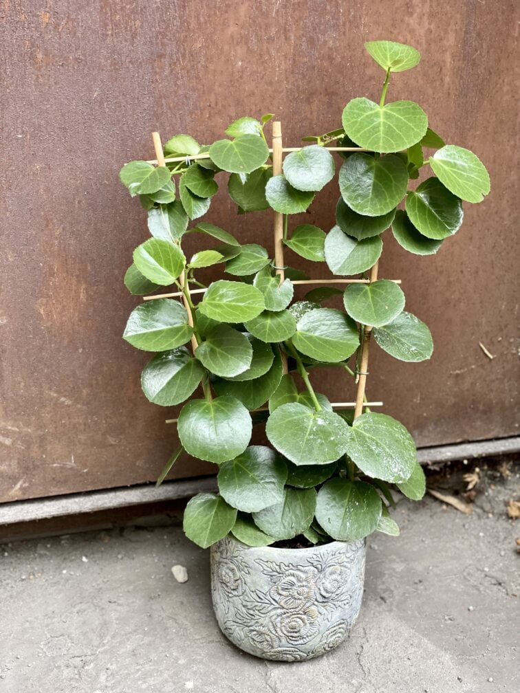 Zdjęcie rośliny Cissus Rotundifolia, ujęcie 2