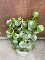 Zdjęcie rośliny Cissus Rotundifolia, ujęcie 3