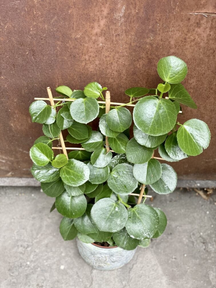 Zdjęcie rośliny Cissus Rotundifolia, ujęcie 3