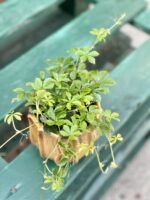 Zdjęcie rośliny Cissus striata, ujęcie 1