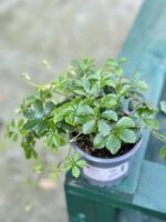 Zdjęcie rośliny Cissus striata, ujęcie 2