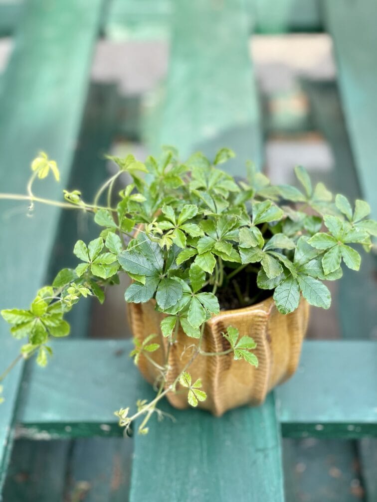 Zdjęcie rośliny Cissus striata, ujęcie 3