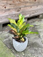 Zdjęcie rośliny Codiaeum Wilma, ujęcie 1