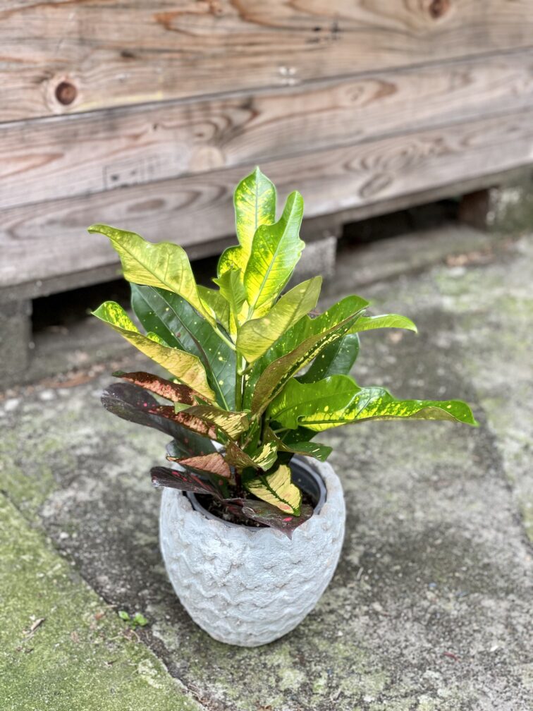 Zdjęcie rośliny Codiaeum Wilma, ujęcie 1