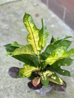 Zdjęcie rośliny Codiaeum Wilma, ujęcie 3