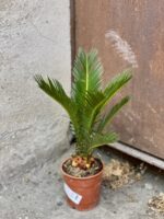 Zdjęcie rośliny Cycas Revoluta, ujęcie 2