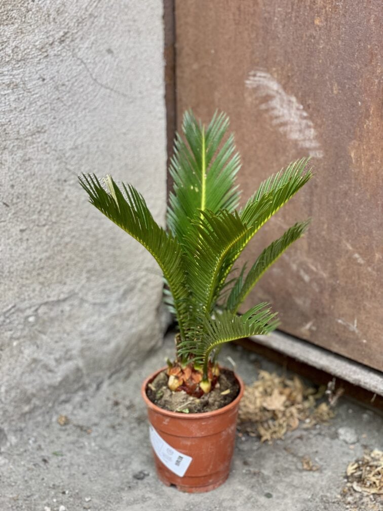 Zdjęcie rośliny Cycas Revoluta, ujęcie 2