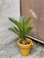Zdjęcie rośliny Cycas Revoluta, ujęcie 3