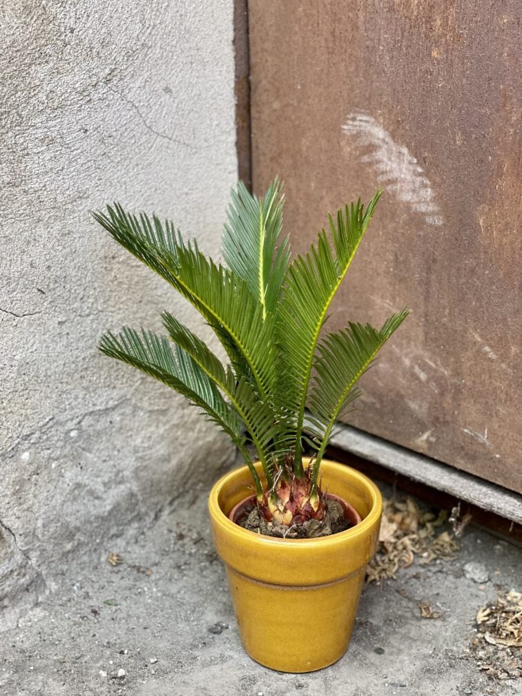Zdjęcie rośliny Cycas Revoluta, ujęcie 3