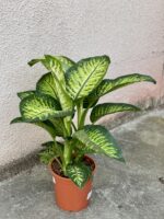 Zdjęcie rośliny Dieffenbachia Tropic Snow, ujęcie 1