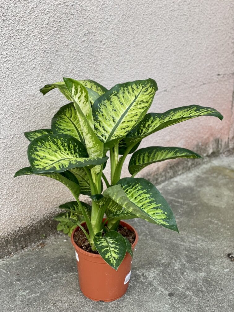 dieffenbachia-tropic-snow_23x75-1_1632897500.jpg Zdjęcie rośliny Dieffenbachia Tropic Snow, ujęcie 1