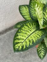 Zdjęcie rośliny Dieffenbachia Tropic Snow, ujęcie 2