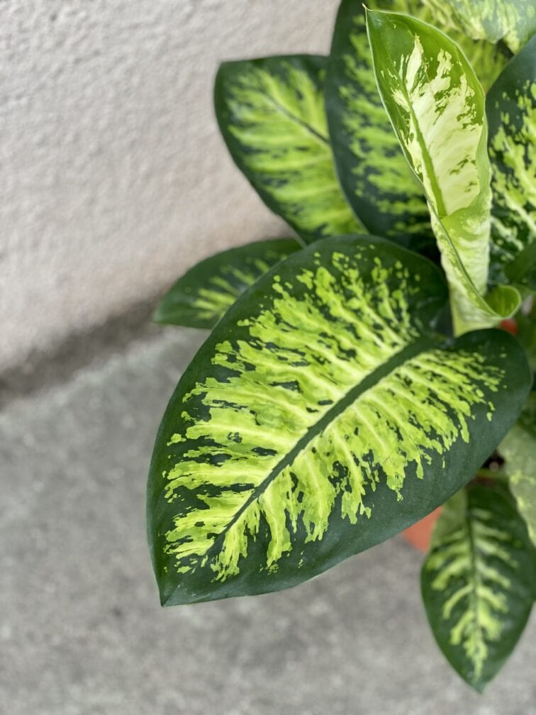 Zdjęcie rośliny Dieffenbachia Tropic Snow, ujęcie 2