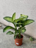 Zdjęcie rośliny Dieffenbachia Tropic Snow, ujęcie 3