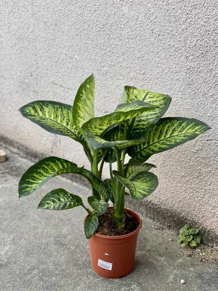 Zdjęcie rośliny Dieffenbachia Tropic Snow, ujęcie 3