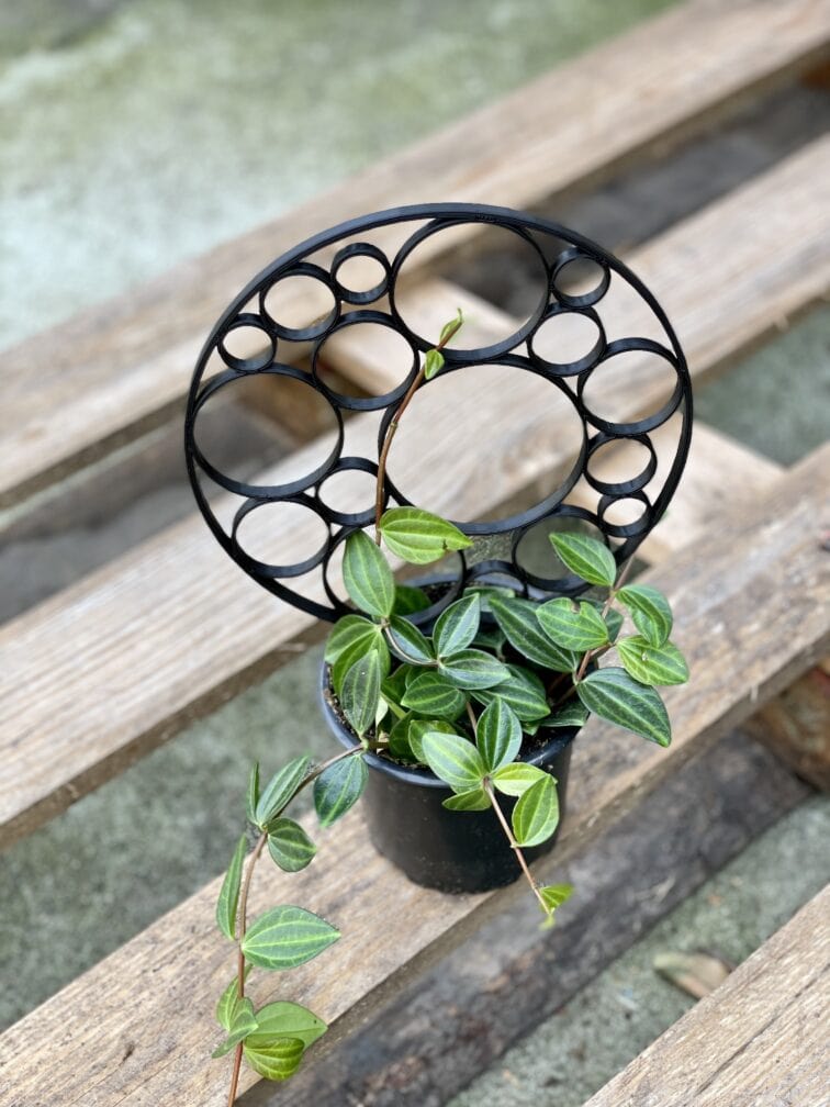 Zdjęcie akcesoria Drabinka Bamboo Wheels Black 24 cm, ujęcie 2